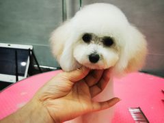 -宠福鑫康馨动物医院·骨科·眼科