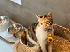 -Again Coffee Roaster(香蜜湖店)