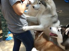 -TrueLove @ Neverland (Husky Cafe)