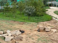 -青藏高原野生动物园
