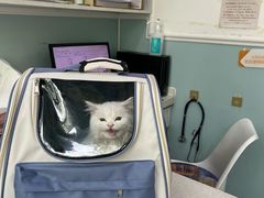 -纳吉亚猫专科动物医院·北北分院