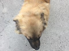 -瑞派·关忠动物医院·猫专科·犬专科(三环新城店)