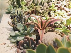 -春树下·树屋花房西餐厅(罍街AS1980店)