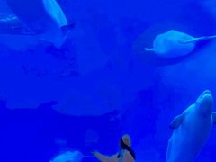 -海合安成都极地海洋公园