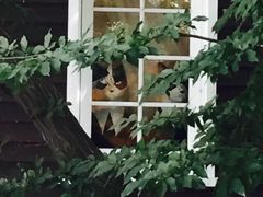 -三鹰之森吉卜力美术馆