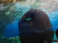 -海合安武汉极地海洋公园