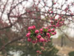 -大兴滨河森林公园