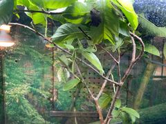 -上海大自然野生昆虫馆(东方明珠·爬宠昆虫探索中心)