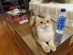 -泰国佛·塔罗·泰牌狐仙古曼