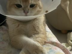 -宠爱国际动物医院·消化内科·心肾内科·ISFM猫友好(望京店)