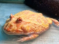 -上海大自然野生昆虫馆