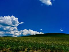 -乌兰布统景区-白桦林