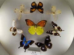 -上海大自然野生昆虫馆