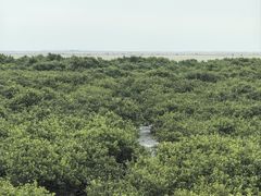 -北海金海湾红树林生态旅游区