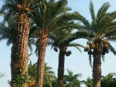 android_upload_pic-三亚凤凰水城凯莱度假酒店