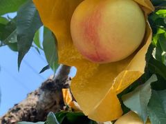 -老袁家蜜桃农场·阳山水蜜桃