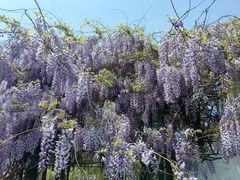 -杭州湾海上花田景区