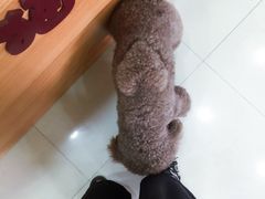 -酷狗靓猫宠物·洗护·美容·寄养(航北路店)