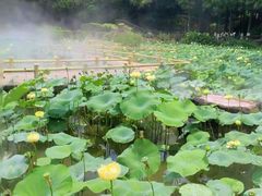 -广州莲花山旅游区