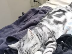 -瑞鹏宠物医院·骨科·猫科·内科(第一中心)