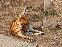 -西霞口神雕山野生动物世界