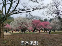 -杭州植物园
