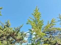 -八大关景区