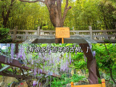 -龙口南山旅游景区