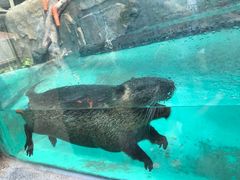-广州长隆飞鸟乐园