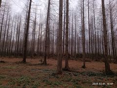 -黄海国家森林公园