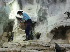 -帝企鹅自助餐厅•儿童岛•真企鹅(长隆企鹅酒店)