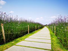 -深圳湾公园(南山区)