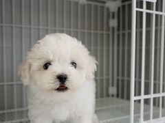 -翊宠yipet猫狗购宠庄园犬舍•猫舍