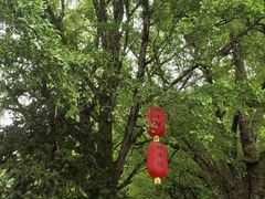 -石台牯牛降景区