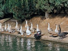 -西霞口神雕山野生动物世界