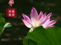 -陶然亭公园