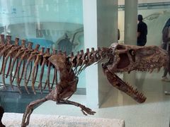 -美国自然历史博物馆