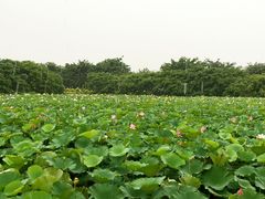 -大湾区中央湿地公园