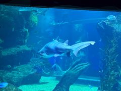 -暹罗海洋世界