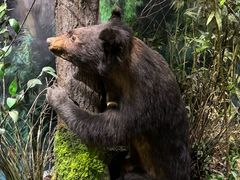 -陕西自然博物馆