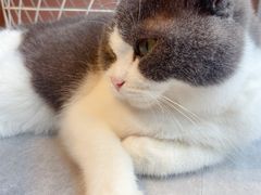 -猫儿山۰猫主题餐厅