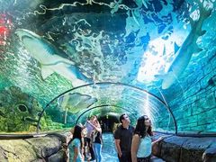 -悉尼海洋生物水族馆