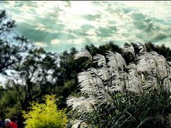 -上海共青森林公园