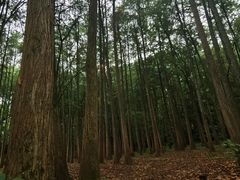 -杭州植物园