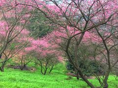 -新建村梅花