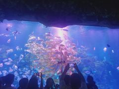 -芜湖新华联大白鲸海洋公园