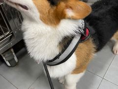 -宠福鑫康馨动物医院·骨科·眼科