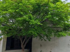 -青果巷历史文化街区