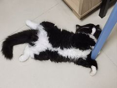 -博特宠物医院24h犬猫全科.骨科·异宠
