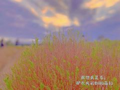 -映月湖中央公园
